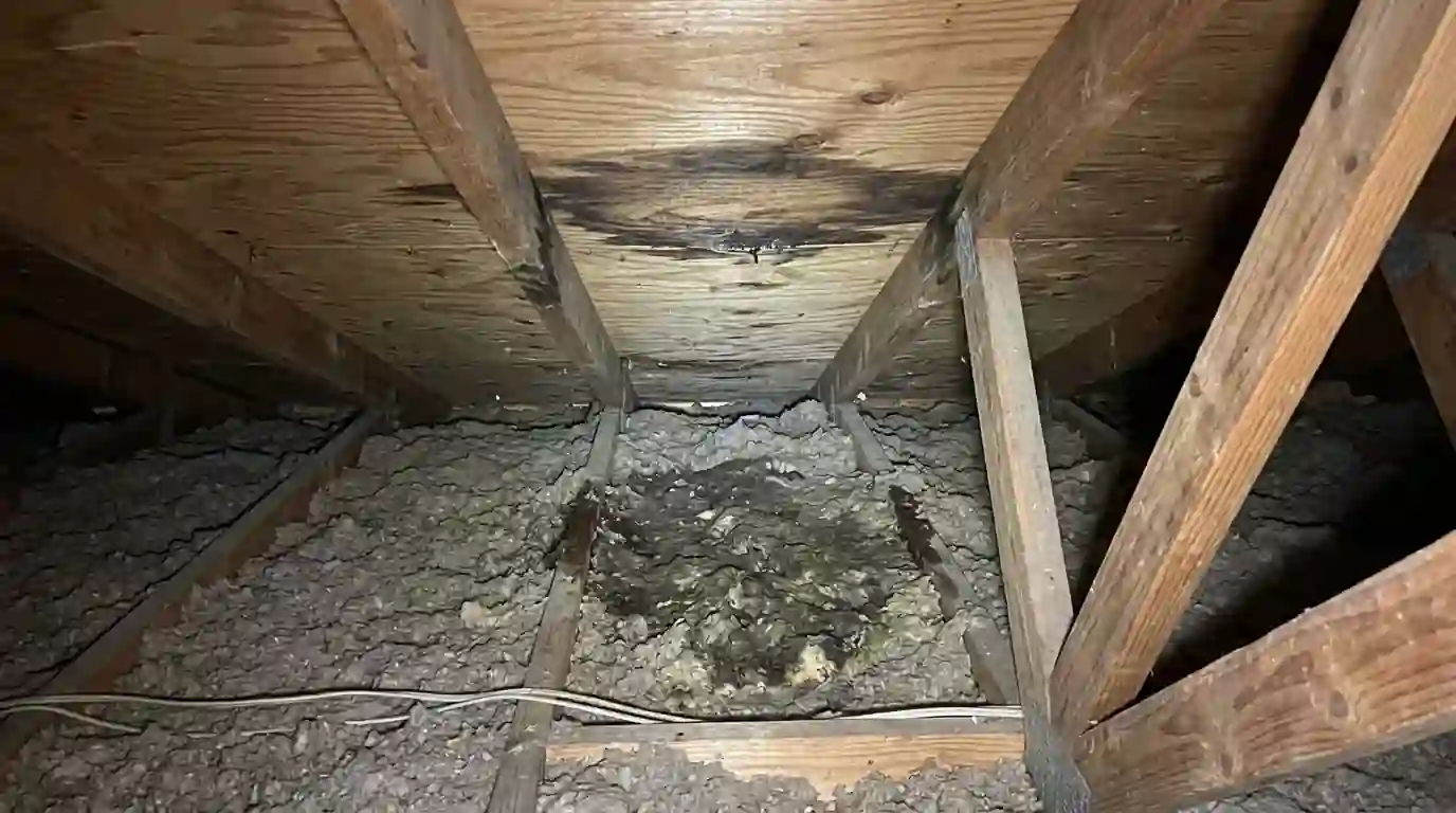 Matted wet cellulose under a roof leak in a League City attic